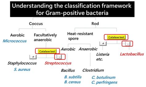 is bacillus subtilis catalase positive or negative|Microbe Profile: Bacillus subtilis: model organism for cellular .